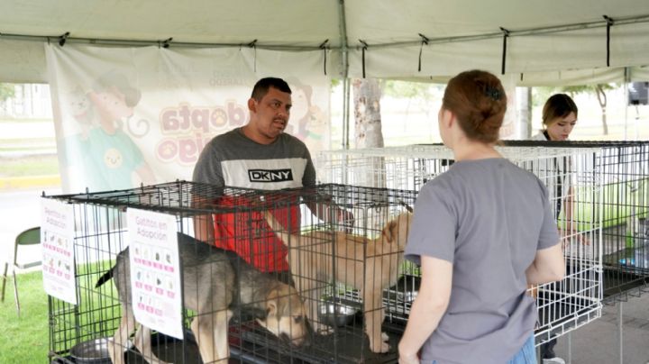 Perros y gatos rescatados 'estrenan' hogar en Nuevo Laredo