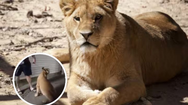 Turistas pasean a leona en calles de Puerto Vallarta; el animal se escapó y generó pánico | VIDEO