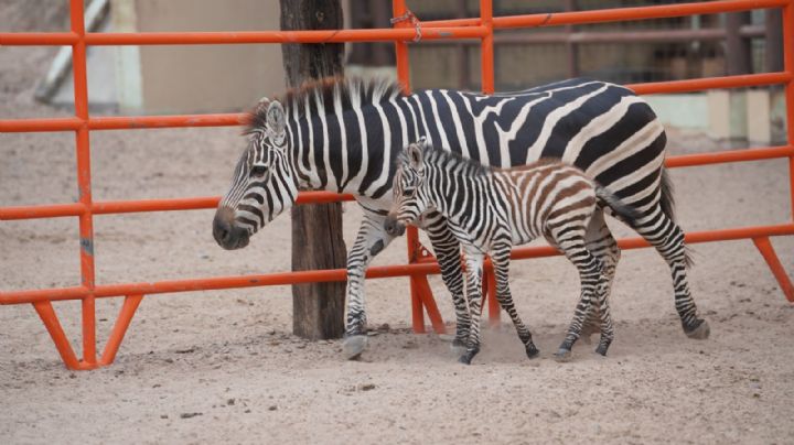 Nuevo integrante en el Zoológico de Nuevo Laredo: nace cría de cebra en perfecto estado de salud