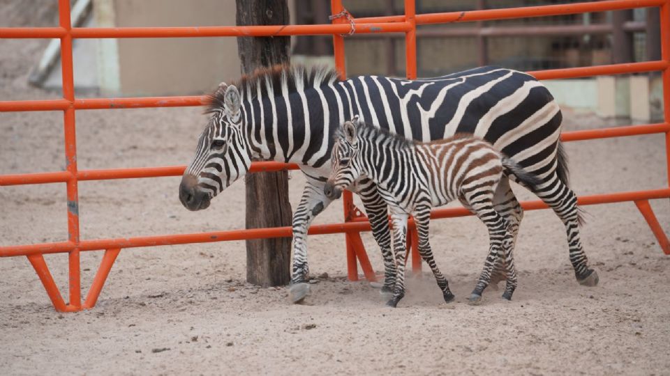 Este nuevo integrante representa un logro importante dentro de las estrategias de conservación y manejo responsable que se desarrollan en el recinto