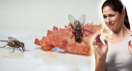 Ahuyenta a las molestas moscas de tu casa; estos son los alimentos que más las atraen | VIDEO
