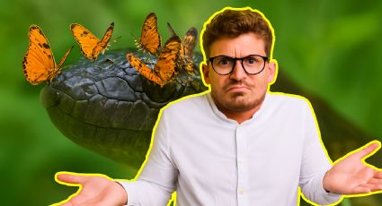¿Qué tienen en común las serpientes y mariposas?, quizá nunca lo habías notado
