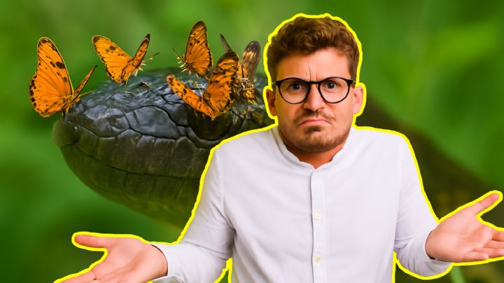 ¿Qué tienen en común las serpientes y mariposas?, quizá nunca lo habías notado