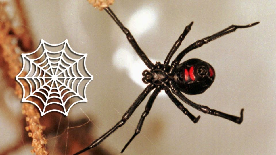 A diferencia de otras arañas que cazan insectos voladores, la viuda negra espera a que sus presas caminen o caigan en su telaraña