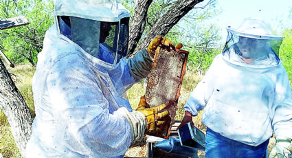 Familia de Nuevo Laredo rescata abejas y vende su miel