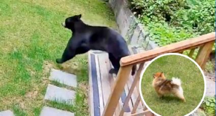 Perro pomeranio logra ahuyentar a un enorme oso que había entrado a su casa | VIDEO