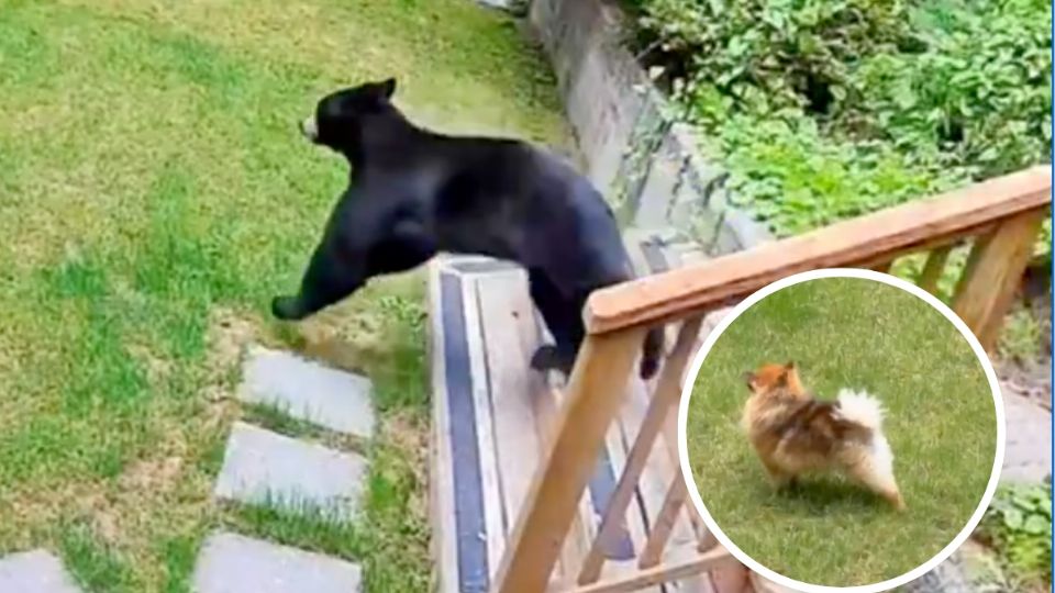 Un perro logró sacar de su casa a un enorme oso negro