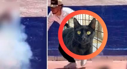 Estudiantes hacen explotar a gatito con pirotecnia y lo presumen en redes | IMÁGENES FUERTES