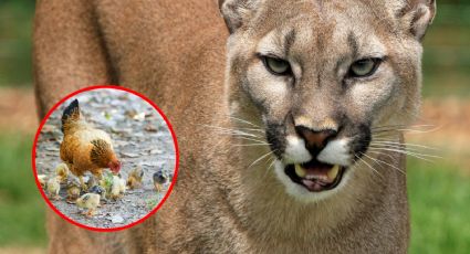 Puma ataca a una niña de 11 años; la pequeña estaba alimentando a sus gallinas