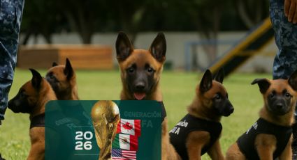 Con estos caninos resguardarán los aeropuertos mexicanos durante el Mundial 2026 | VIDEO