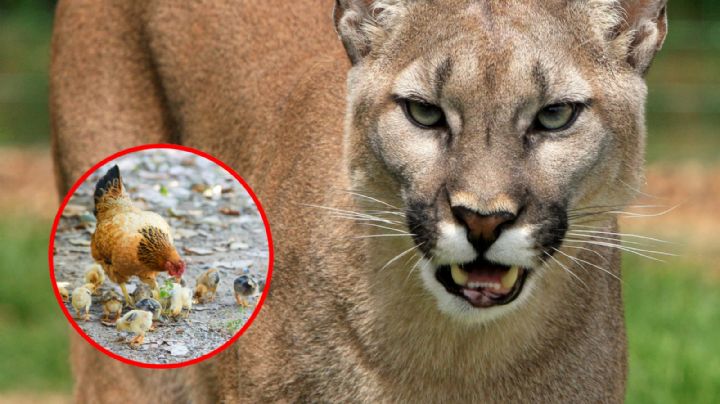 Puma ataca a una niña de 11 años; la pequeña estaba alimentando a sus gallinas