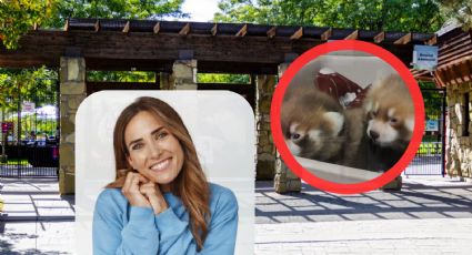 Apenas nacieron y ya derriten corazones con su pelaje rojo y negro
