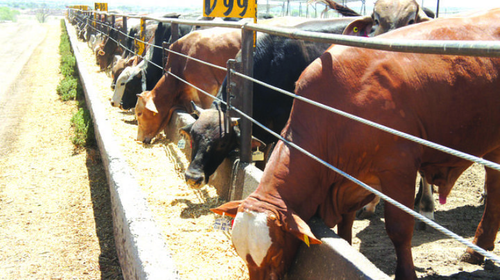 Optan los ganaderos por vender en México