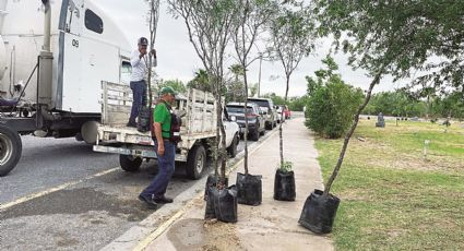 Superan árboles la intensa temporada de calor extremo en Nuevo Laredo