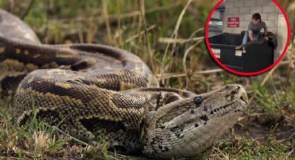 Mujer encuentra gigantesca serpiente de casi 6 metros en un contenedor de basura; ‘no podía creerlo’