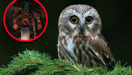 Tamaulipas: la superstición sobre el tecolote, ave emblemática del estado