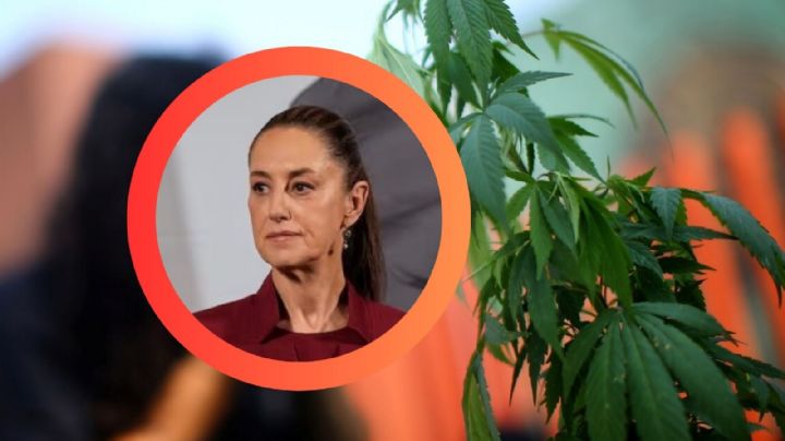 'Que no se preste para venta de otras drogas': Sheinbaum aborda regulación de zonas de cannabis