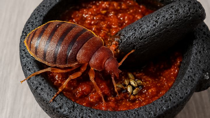 ¿Te comerías una chinche?, en este lugar de México las consideran un manjar culinario; a esto saben