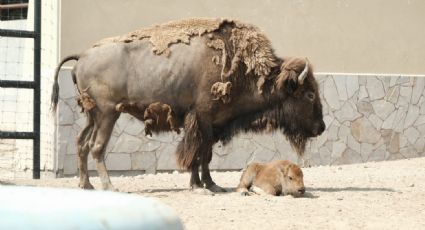 Bisonte americano nace en el Zoológico de Nuevo Laredo como parte de programa de conservación