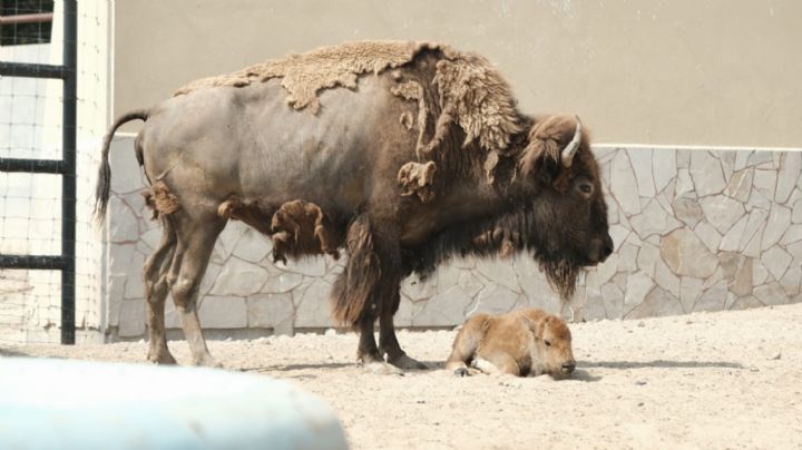 Bisonte americano nace en el Zoológico de Nuevo Laredo como parte de programa de conservación