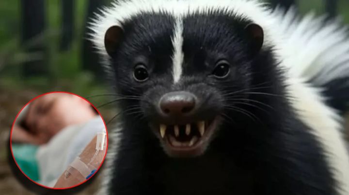 Zacatecas reporta primer caso de rabia humana en décadas tras mordedura de este animal silvestre