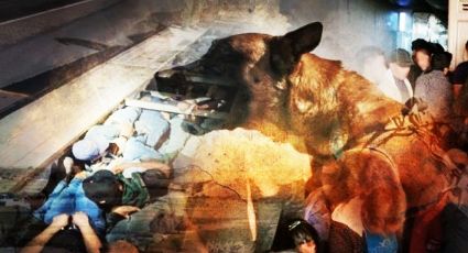Usan camión de mensajería para esconder a 40 indocumentados en un doble fondo; perro los descubre