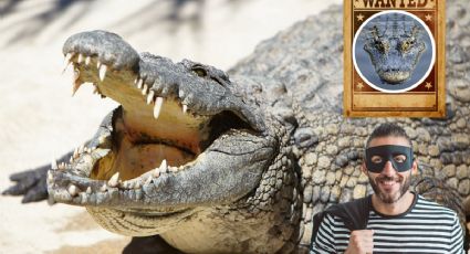 Investigan el robo de un cocodrilo en pleno zoológico de Veracruz; esto se sabe