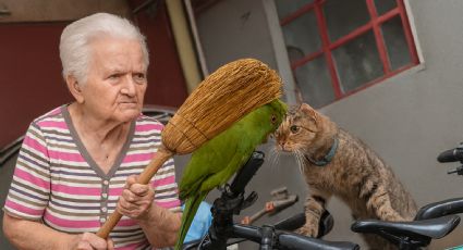 '¡Abuelita, me come el gato!': periquito se vuelve viral por asustarse de un felino | VIDEO