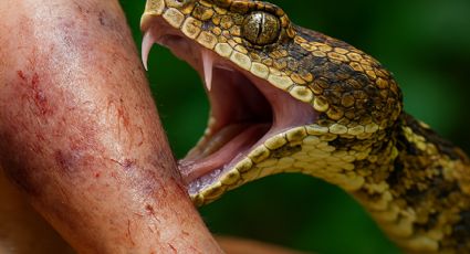 Excursionista muere tras ser mordido por serpiente de cascabel; así fue como sucedió