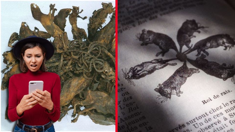 El Rey Rata sigue siendo uno de los misterios naturales más inquietantes, un recordatorio de cómo la realidad, a veces, puede superar con creces a la ficción más terrorífica