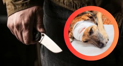 Hombre agrede brutalmente a perrito con cuchillo; le cercenó esta parte de su cuerpo