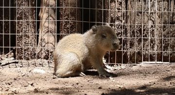 Tierno bebé capibara ‘roba corazones’ en el zoológico de Monterrey | FOTOS