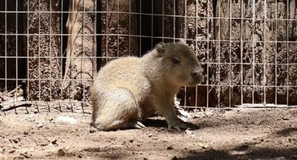 Tierno bebé capibara ‘roba corazones’ en el zoológico de Monterrey | FOTOS