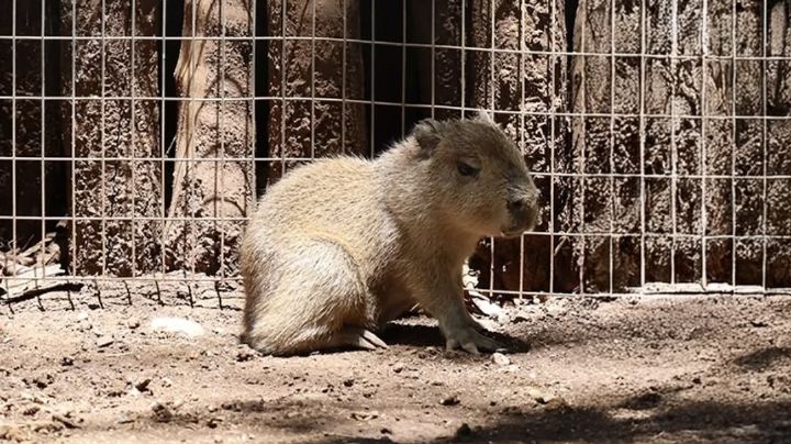 Tierno bebé capibara ‘roba corazones’ en el zoológico de Monterrey | FOTOS