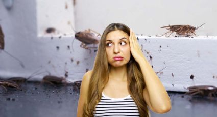 6 insectos desagradables que aparecen con las lluvias de septiembre