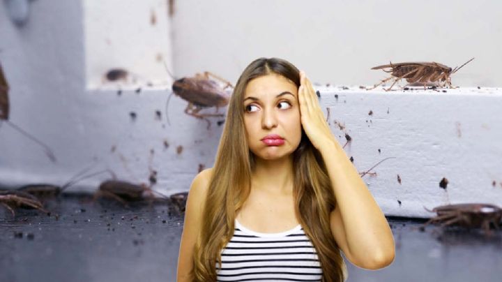 6 insectos desagradables que aparecen con las lluvias de septiembre