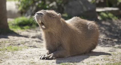 ¿Los capibaras pueden contagiarse de rabia y transmitirla a los humanos?
