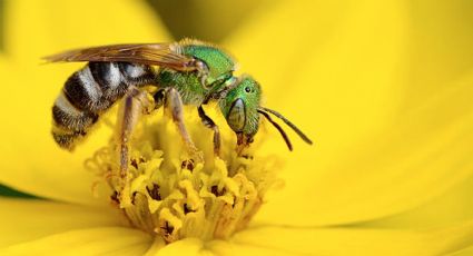 Abeja verde del sudor: el discreto visitante nocturno que ronda en los Dos Laredos
