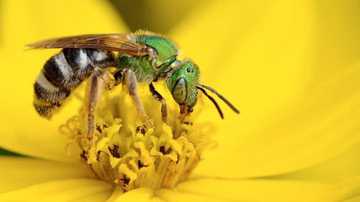 Abeja verde del sudor: el discreto visitante nocturno que ronda en los Dos Laredos