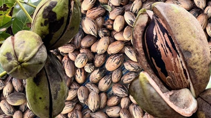 Temporada de nuez: ¿cuándo inicia y qué propiedades tiene la semilla?