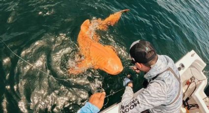¿Qué se sabe sobre el tiburón naranja que fue atrapado en medio del mar?; nunca antes se había visto