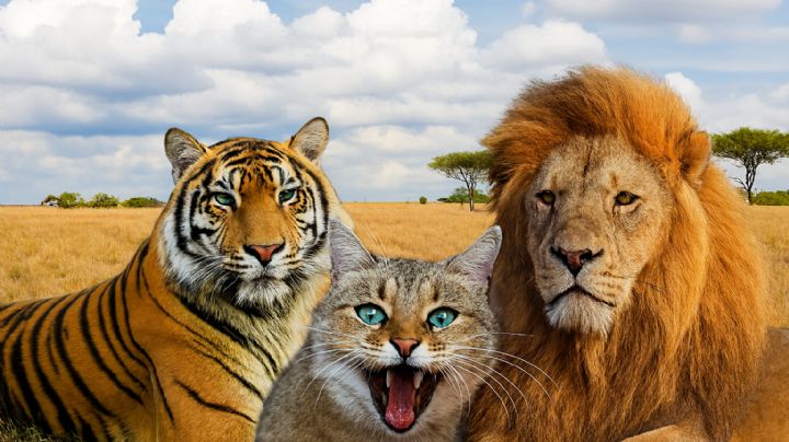 Este felino pesa solo 3 kilos y caza con una eficacia que triplica a la de leones y tigres | VIDEO