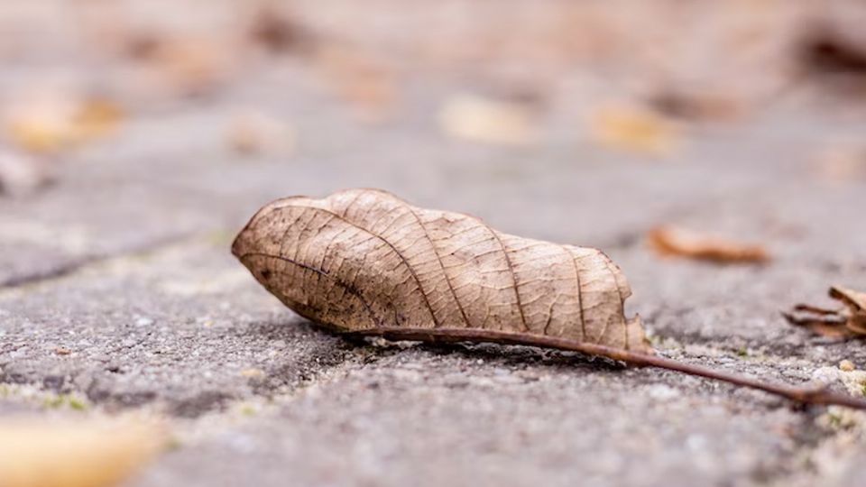 ¿Se adelantó el otoño?