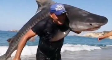 ¿Hombre pesca tiburón con sus propias manos en playa mexicana?; esto se sabe | VIDEO