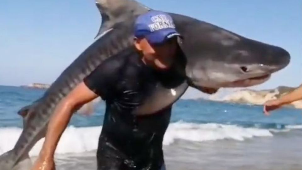 El hombre sacó del mar a un ejemplar de tiburón tigre