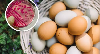 Apresuran retiro de huevos por contagios de salmonela; van 18 hospitalizados