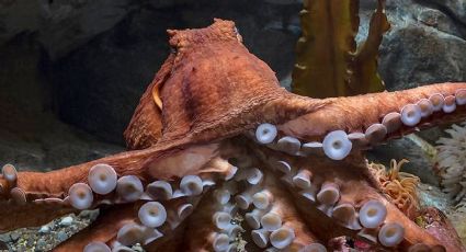 '¡Mamá, no me suelta!': pulpo venenoso ataca a un niño de 6 años en el acuario de San Antonio, Texas