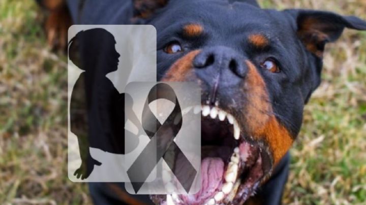 Rottweiler mata a niño de 9 años; su papá lo dejó solo en la casa