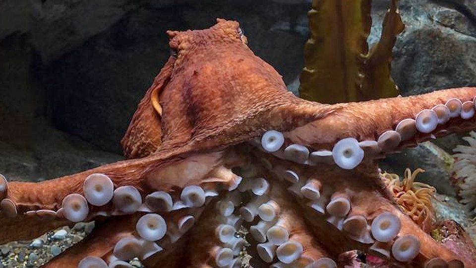 El pulpo reaccionó de manera extraña atacando al pequeño