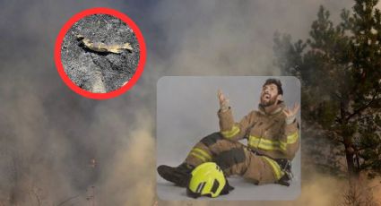 Pez causa incendio forestal masivo y apagones; así sucedieron los hechos
